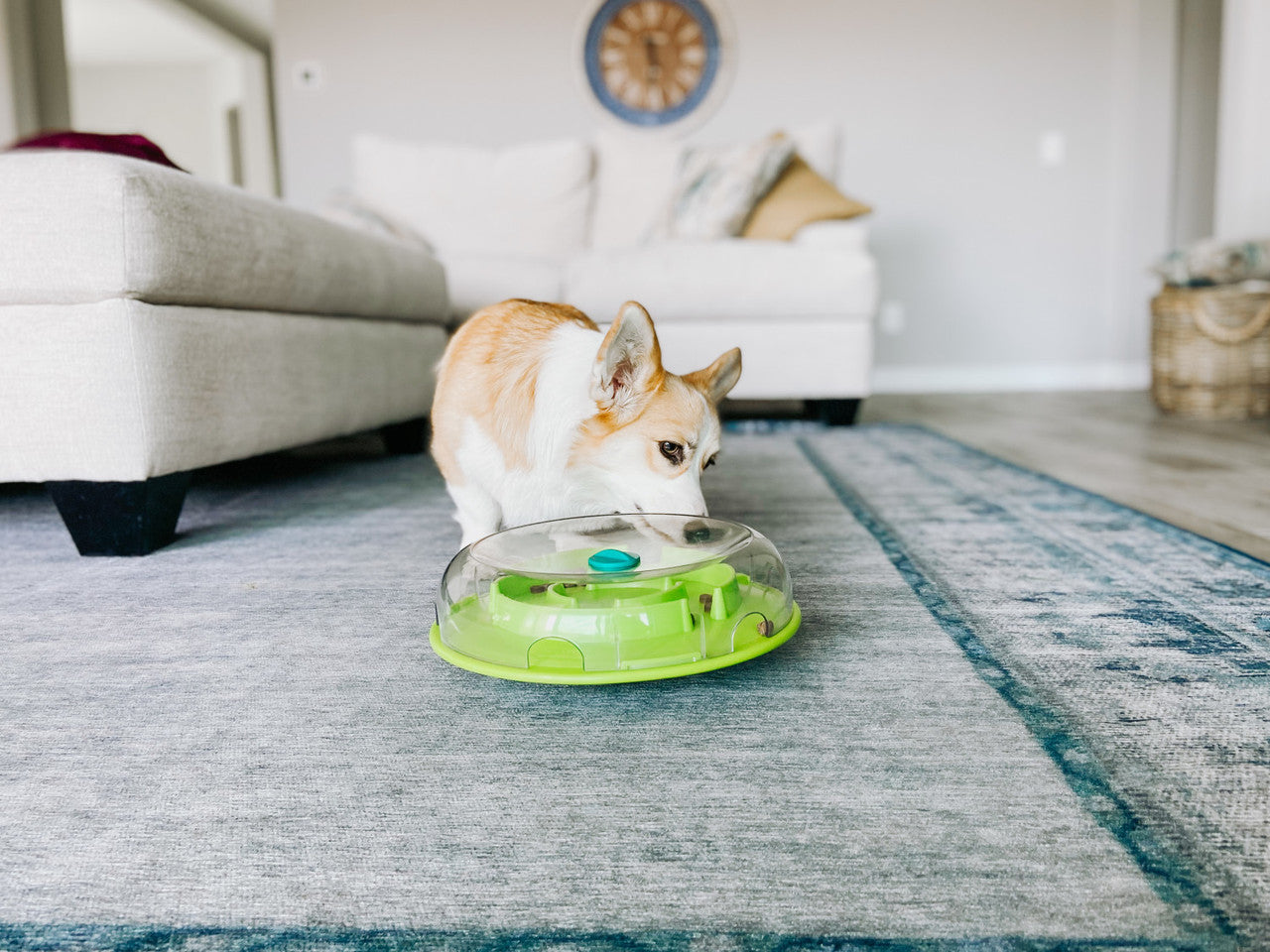 The Wobble Bowl helps reduce destructive behavior and fights boredom by keeping your dog busy exercising their mind. Use it as a puzzle game for fun physical and mental stimulation or as a slow feeder at mealtime. The Wobble Bowl is a level 1 puzzle; perfect for dogs that have never used a treat toy before.