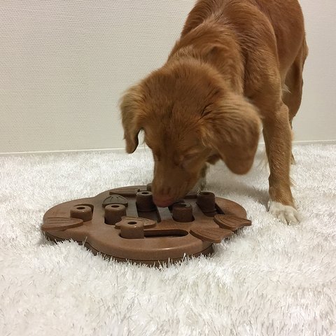 The Dog Hide n' Slide puzzle helps reduce destructive behavior and fights boredom by keeping your dog busy exercising their mind. A positive activity that will strengthen the human/canine bond. Fun for all dogs, regardless of age, size, or breed. Puzzle is made from a non-toxic composite material that is easy to clean! No removable parts.