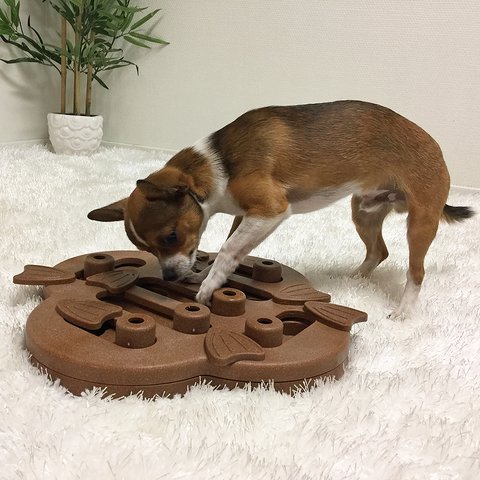The Dog Hide n' Slide puzzle helps reduce destructive behavior and fights boredom by keeping your dog busy exercising their mind. A positive activity that will strengthen the human/canine bond. Fun for all dogs, regardless of age, size, or breed. Puzzle is made from a non-toxic composite material that is easy to clean! No removable parts.