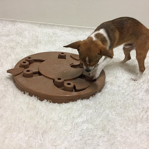 The Dog Worker puzzle helps reduce destructive behavior and fights boredom by keeping your dog busy exercising their mind. A positive activity that will strengthen the human/canine bond. Fun for all dogs, regardless of age, size, or breed. Puzzle is made from a non-toxic composite material that is easy to clean! No removable parts.