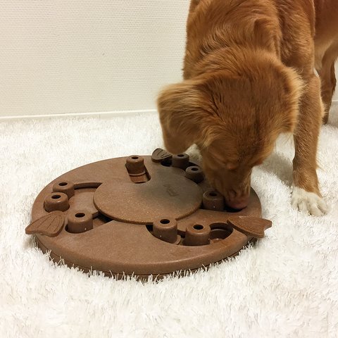 The Dog Worker puzzle helps reduce destructive behavior and fights boredom by keeping your dog busy exercising their mind. A positive activity that will strengthen the human/canine bond. Fun for all dogs, regardless of age, size, or breed. Puzzle is made from a non-toxic composite material that is easy to clean! No removable parts.