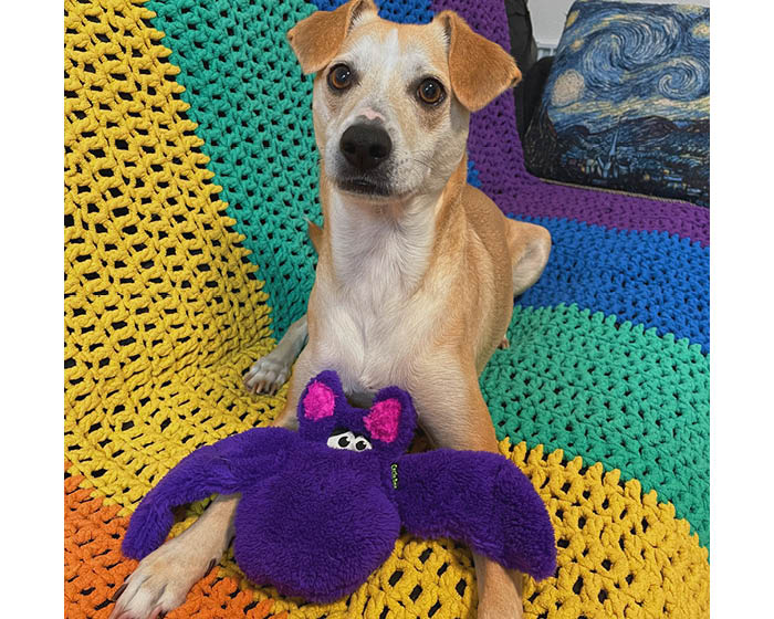 The Duraplush Bat dog toy is durable, soft, eco-friendly, and made in the USA. It features a Duraplush 2-ply bonded outer material, Stitchguard internal seams, and eco-fill recycled filling. Toy does not contain an internal squeaker.