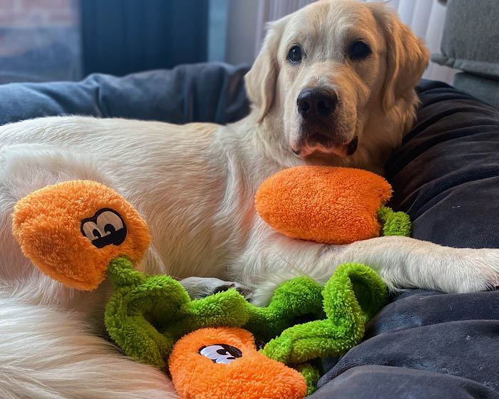 The Duraplush Springy Pumpkin Patch dog toy is durable, soft, eco-friendly, and made in the USA. It features a Duraplush 2-ply bonded outer material, Stitchguard internal seams, and eco-fill recycled filling. Toy does not contain an internal squeaker.