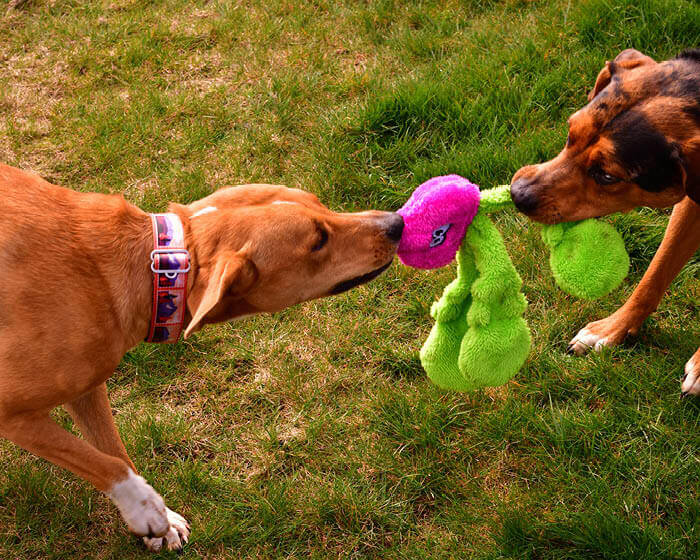 The Duraplush Radish dog toy is durable, soft, eco-friendly, and made in the USA. It features a Duraplush 2-ply bonded outer material, Stitchguard internal seams, and eco-fill recycled filling. Toy does not contain an internal squeaker.