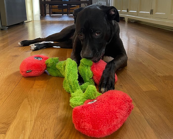 The Duraplush Vine of Tomatoes dog toy is durable, soft, eco-friendly, and made in the USA. It features a Duraplush 2-ply bonded outer material, Stitchguard internal seams, and eco-fill recycled filling. Toy does not contain an internal squeaker.