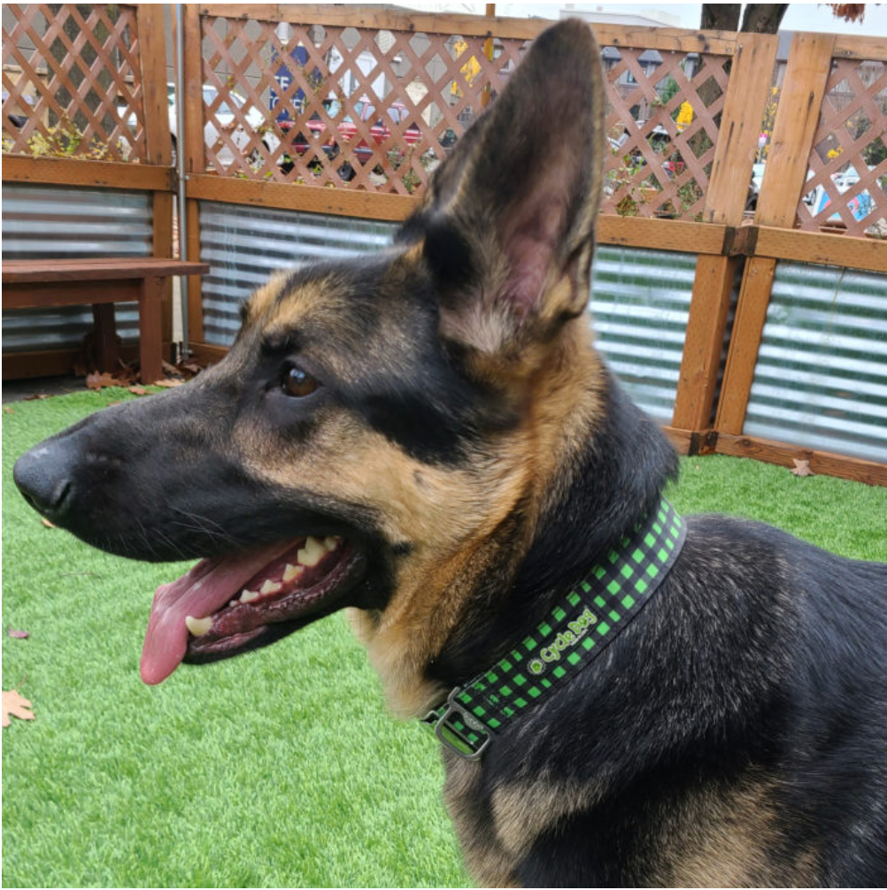 The Waterproof No-Stink Collars from Cycle Dog are stylish, functional, durable, easy to clean, perfect for everyday wear, eco-friendly, and Made in the USA. Collars feature a separate loop for I.D. tags/lights, bottle opener/leash loop, and a latch-lock metal buckle that is 4 times stronger than plastic.